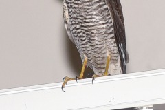 2016-10-19 Tierrettung