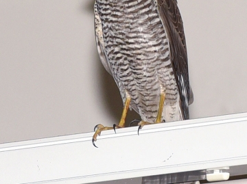 tierrettung1