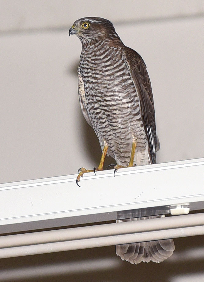 tierrettung1
